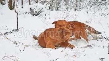 两只生活方式的狗在雪地里打架。 两只狗互相咬，跑，滚。 狗打架概念